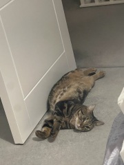 Is this a known cat pose or is mine just a (beautiful) weirdo?