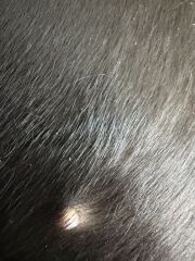 Dog sporn