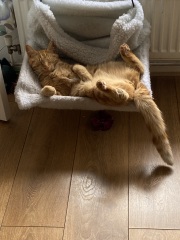 Is this a known cat pose or is mine just a (beautiful) weirdo?