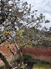 What’s happening with my apple tree?