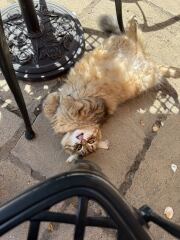 This is a picture of my cat. Where is a picture of your cat?