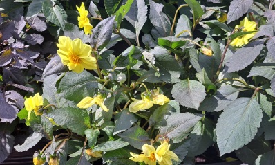 First time growing dahlias in pots, is it too early for flowers?