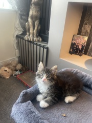 Recommendations for a sturdy cat tree for a Maine Coon kitten