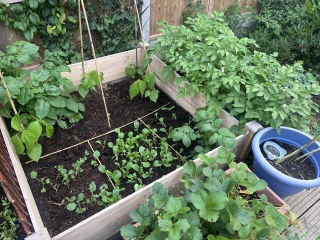 What have you done in the garden today? Part 9