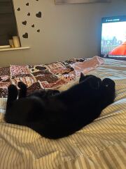 Is this a known cat pose or is mine just a (beautiful) weirdo?