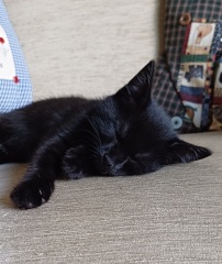 This is a picture of my cat. Where is a picture of your cat?