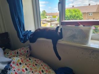 Is this a known cat pose or is mine just a (beautiful) weirdo?