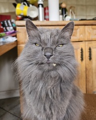 Get A Compass! The Excellent Cats embrace a new rallying cry