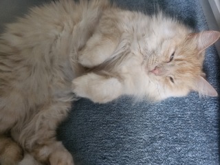 This is a picture of my cat. Where is a picture of your cat?