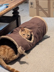 This is a picture of my cat. Where is a picture of your cat?