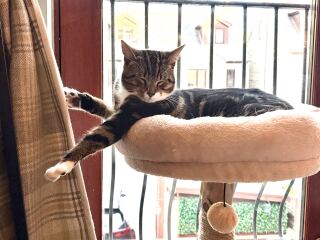 Is this a known cat pose or is mine just a (beautiful) weirdo?