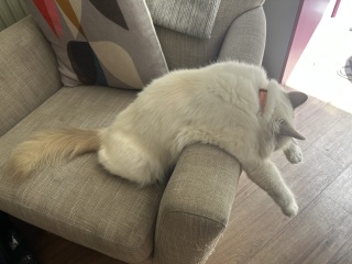 Is this a known cat pose or is mine just a (beautiful) weirdo?