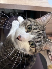 Cat introductions