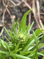 Can anyone identify this plant/weed