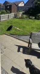 Dogs being walked when it’s too hot - do you say anything?