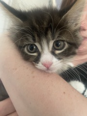 Recommendations for a sturdy cat tree for a Maine Coon kitten