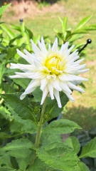 First time growing dahlias in pots, is it too early for flowers?