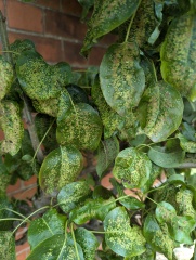 What's wrong with my pear tree? With photos
