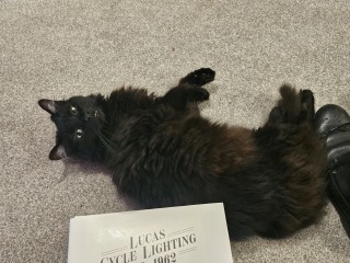 Get A Compass! The Excellent Cats embrace a new rallying cry