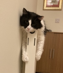 Is this a known cat pose or is mine just a (beautiful) weirdo?