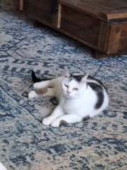 My cat is melting and running down the arm of the sofa.