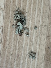 Weird Spider-y find in the loft!
