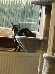 Is this a known cat pose or is mine just a (beautiful) weirdo?