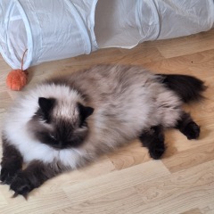 My cat is melting and running down the arm of the sofa.