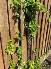 AIBU to object to a neighbour growing ivy on our fence?