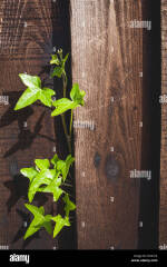 AIBU to object to a neighbour growing ivy on our fence?