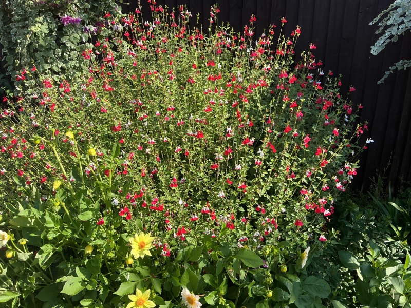 Medium height shrubs or bushes for privacy