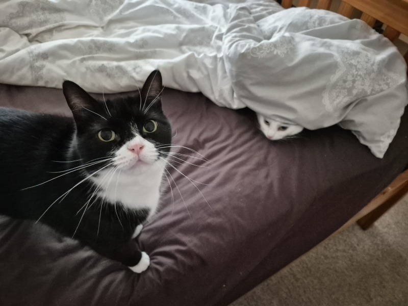 Get A Compass! The Excellent Cats embrace a new rallying cry