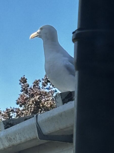 Are the seagulls near you noisier than usual?