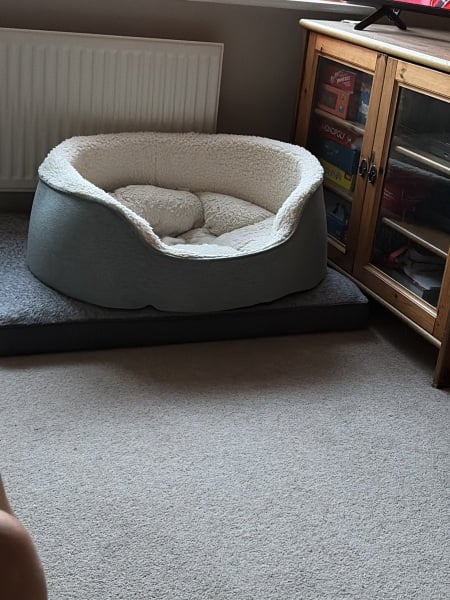 What should I buy and prepare before getting a whippet?