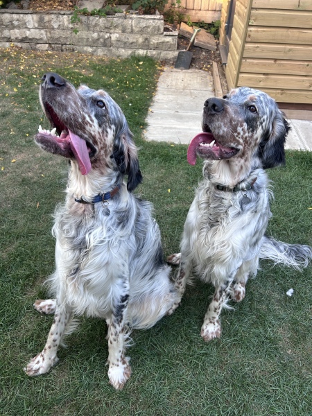 Vulnerable Dog Breeds UK - do you have one?