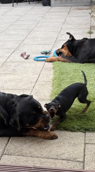 Vulnerable Dog Breeds UK - do you have one?