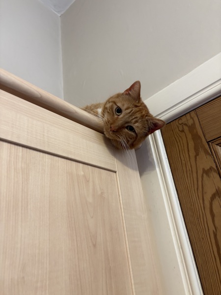 Cat dental recovery