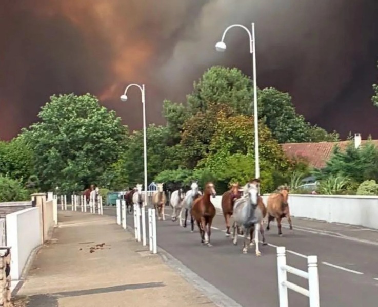 On holiday near wildfires - WTF to do?