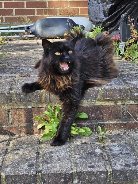 Get A Compass! The Excellent Cats embrace a new rallying cry