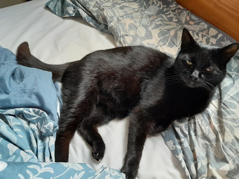 Any experiences of feline anaemia?