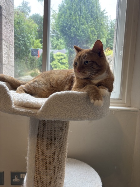 Cat dental recovery