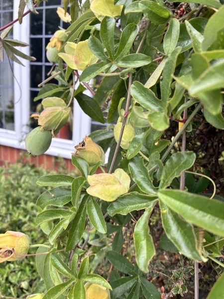 How is your garden coping in this heat?