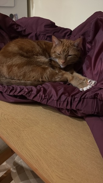 Help to name new kitten (tax incoming)
