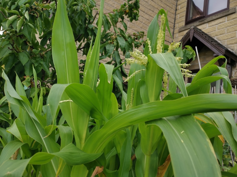 Sweetcorn plants tall but no ears yet, any chance of cobs?