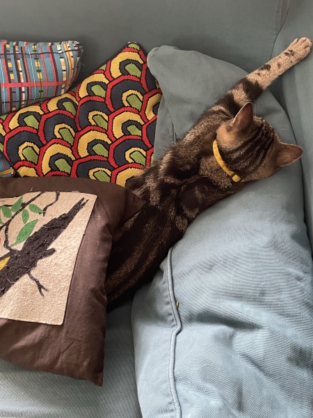 How long did you keep your male cat inside after neutering?