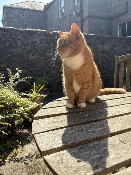 Pregnant cat