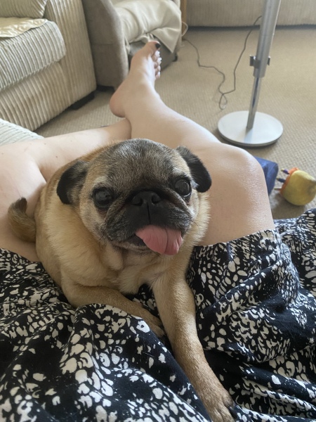 To strongly dislike small dogs