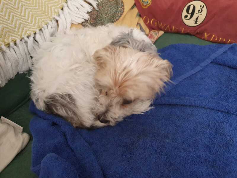 To strongly dislike small dogs