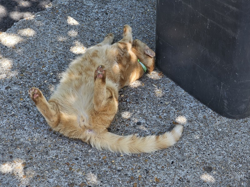 Get A Compass! The Excellent Cats embrace a new rallying cry