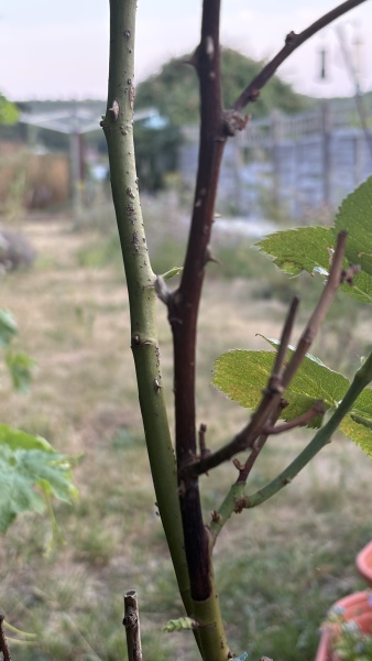 How to revive rose?
